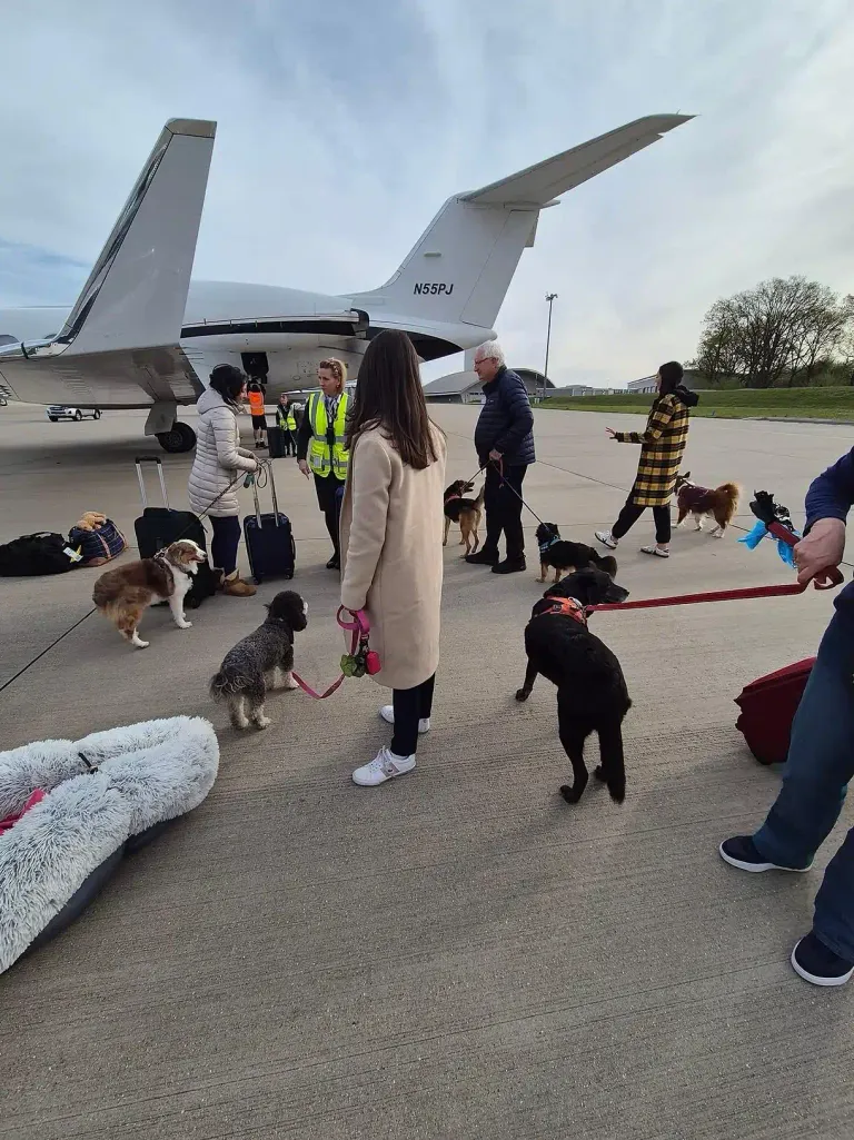 semi-private jet pet travel