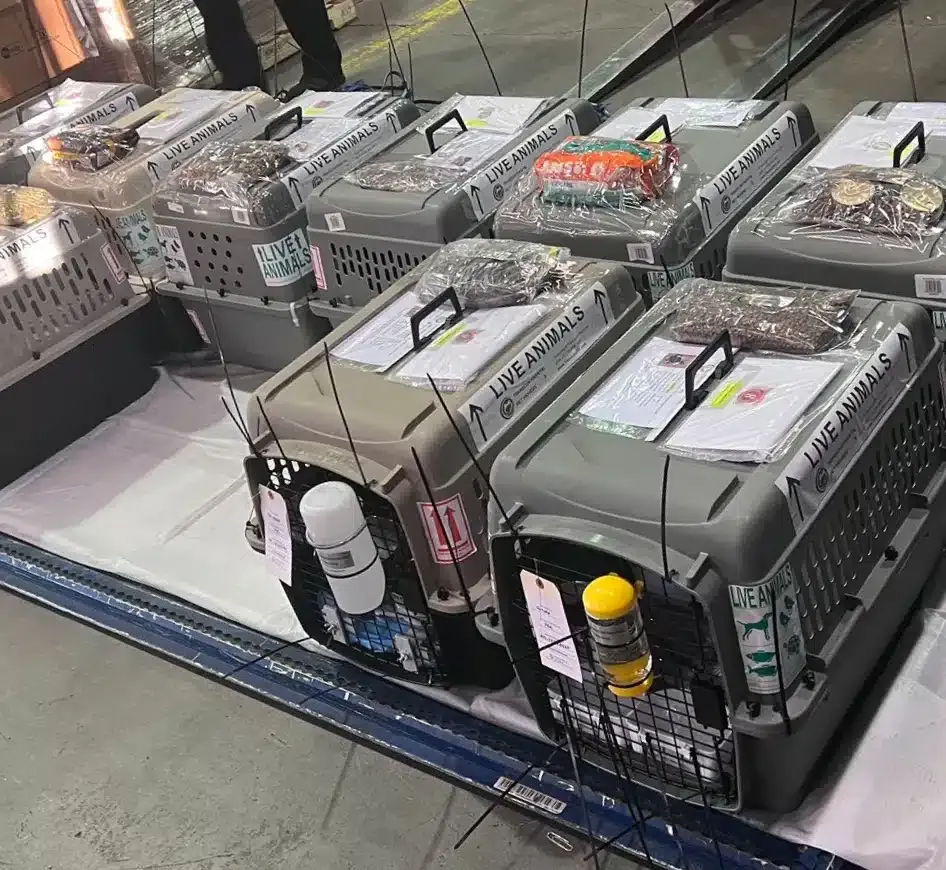 pet crates on loading deck to be shipped out from los angeles international airport