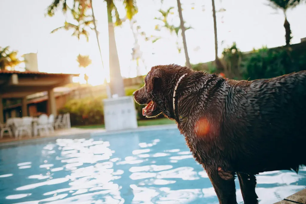 A wet chocolate-brown Labrador stands at the edge of an outdoor pool at sunset, with palm trees and patio furniture in the background.