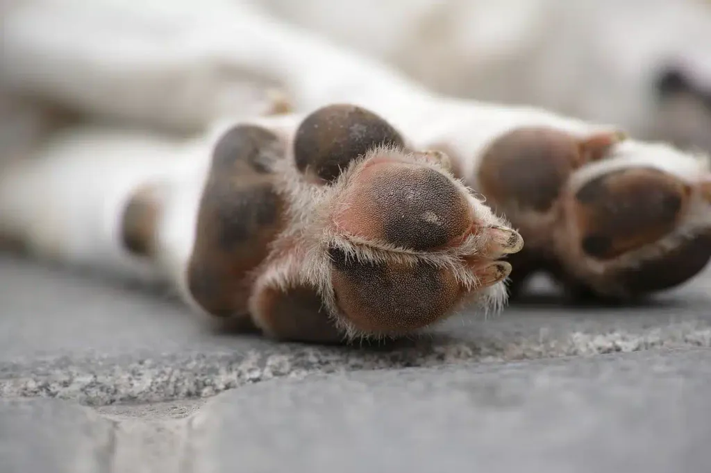 dog paw