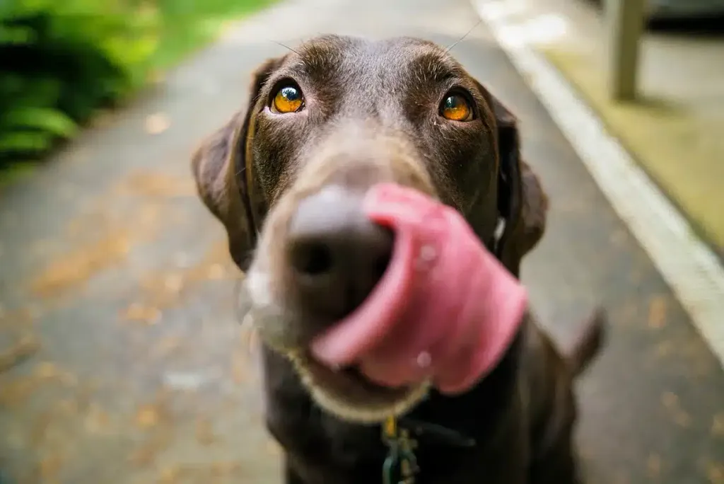 Close-up of a chocolate-brown dog's face with light amber-brown eyes, tongue reaching toward the camera.