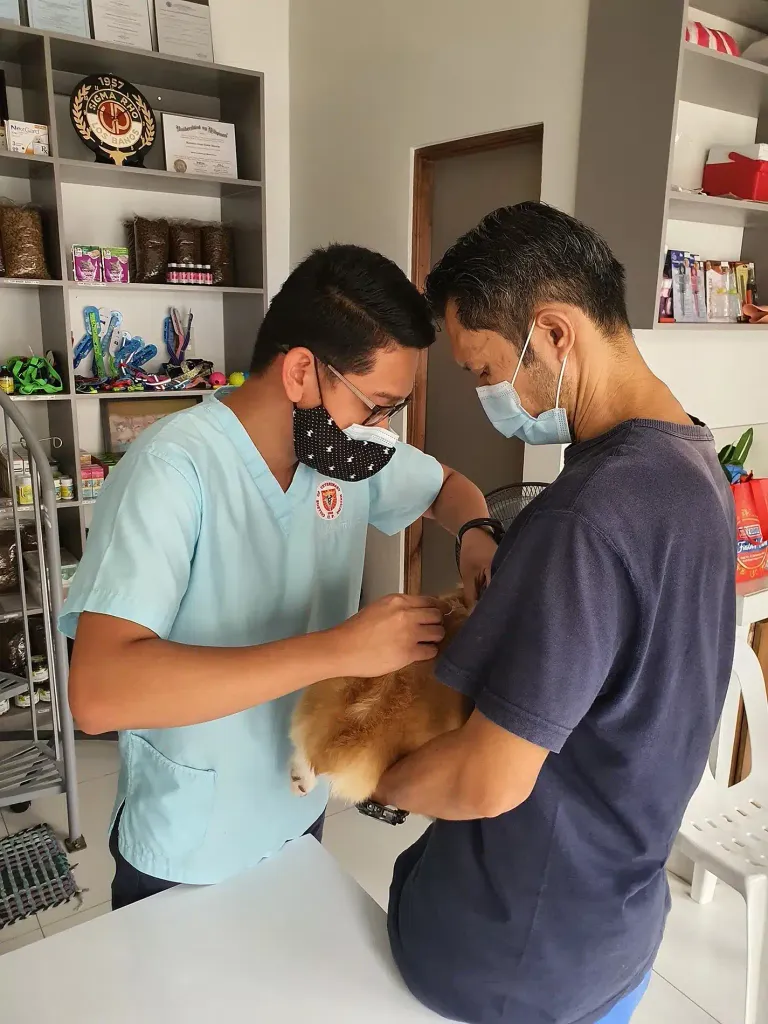 Two men lean over a small tan dog on an exam table in a clinic lined with shelves of pet food and supplies; both wear surgical masks pulled down below their chins, one examining the dog's head while the other holds it steady with both hands.