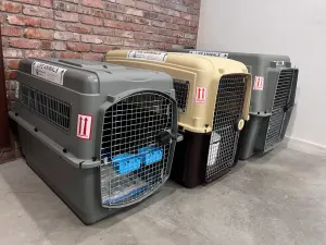 Angled view of three airline pet crates — gray, tan, and gray — lined up in a brick-and-white wall corner, each labeled ‘LIVE ANIMALS’; a white water bucket is visible inside the tan crate's door.