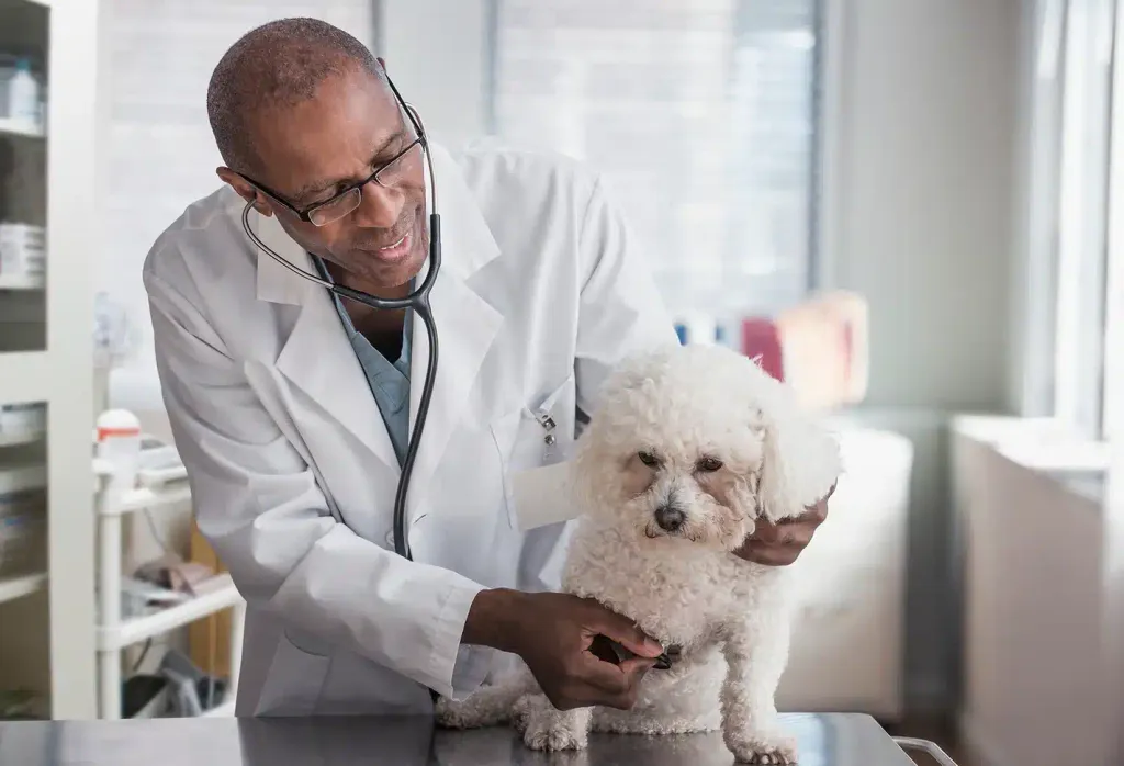 A veterinarian listens to a fluffy white Bichon-type dog’s chest with a stethoscope while examining it on a metal exam table.