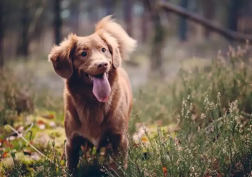 dog on grass wagging tails