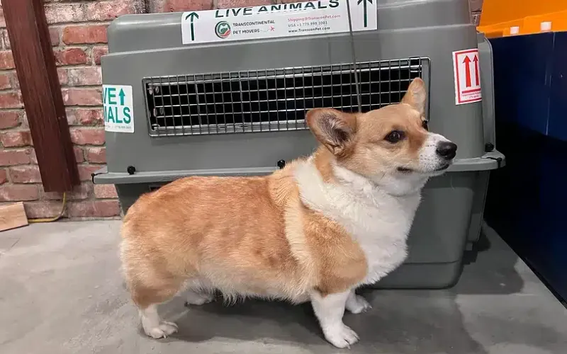 Essential Guide: Selecting the Right Dog Travel Crate Size for Air Travel