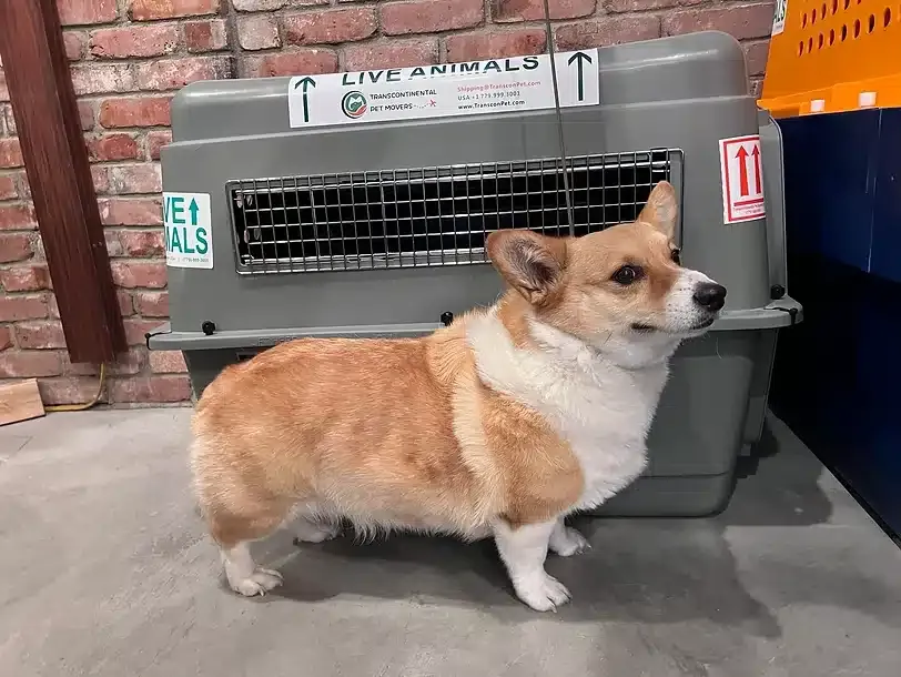 corgi dog in front of petmate 400 Corgi Dog in front of Petmate #400