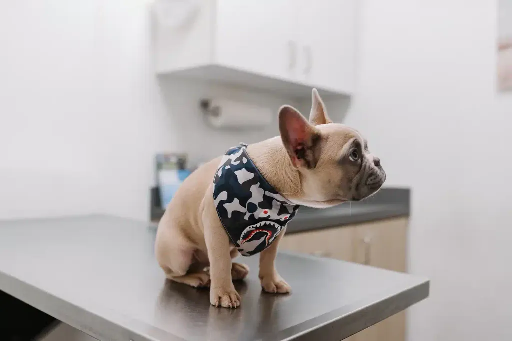 A cream-colored French Bulldog puppy wearing a camouflage-print bandana sits on a stainless steel exam table in a veterinary clinic.