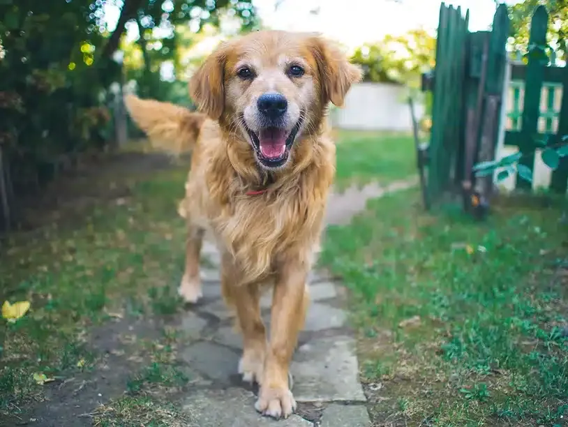 golden retriever walking on a trail wagging tails