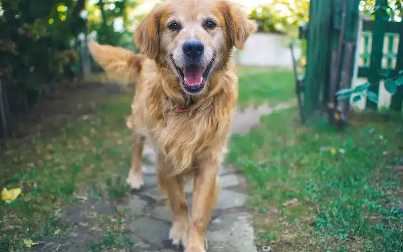 What Does It Mean When a Dog Wags Its Tail to the Left or Right?