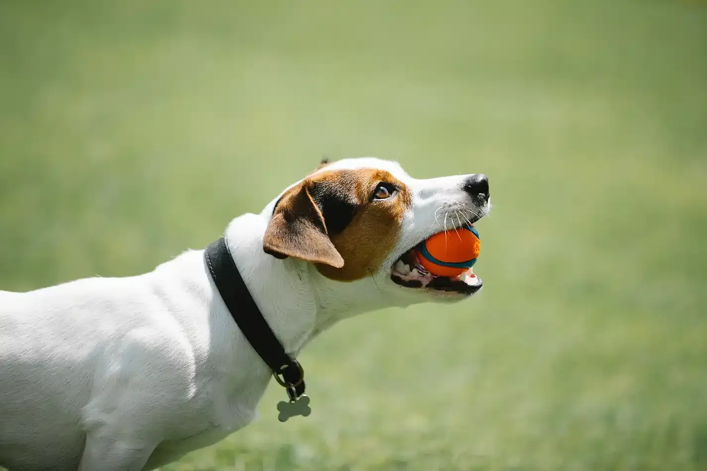 Jack Russell Terrier holding an orange ball in its mouth at a dog park on a sunny day