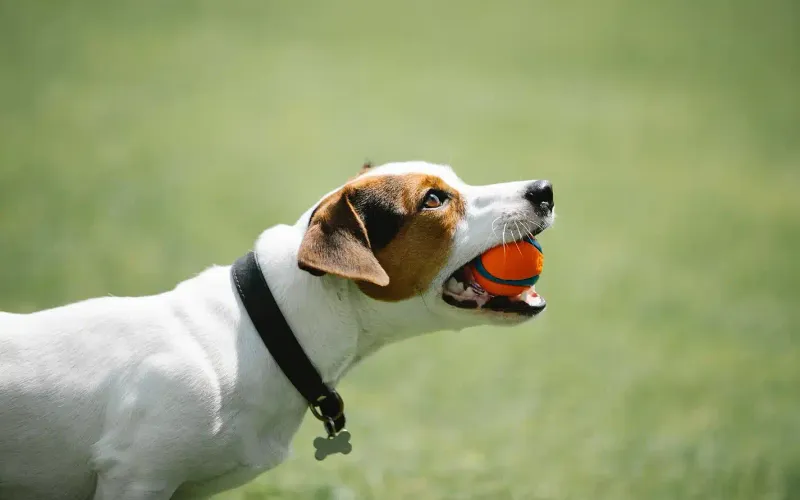 What Should I Do If My Dog Gets Bullied at the Dog Park?