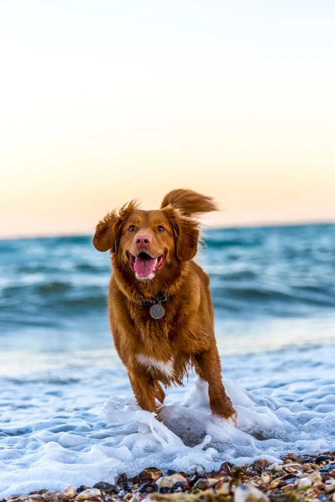 dog running by the see wagging tails