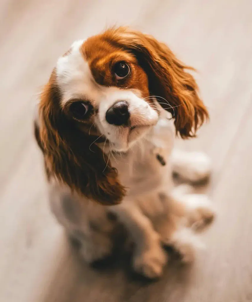 A Blenheim Cavalier King Charles Spaniel looks up at the camera from a wood floor, its long ears splayed to the sides.