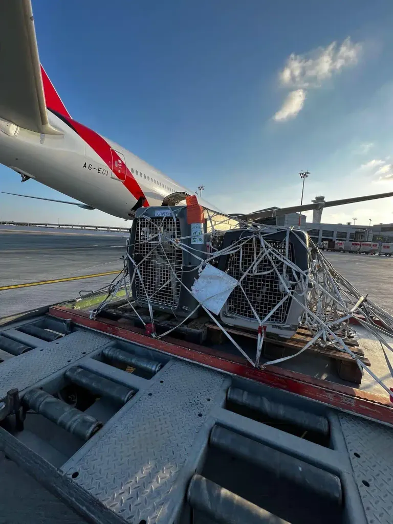 Two pet travel crates marked with a live-animal tag, netted onto a cargo pallet on the airport tarmac beside an airplane, staged to be loaded as manifest cargo.