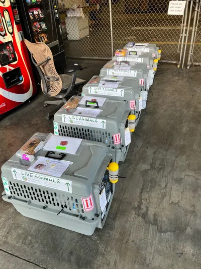 pet travel crates lined up