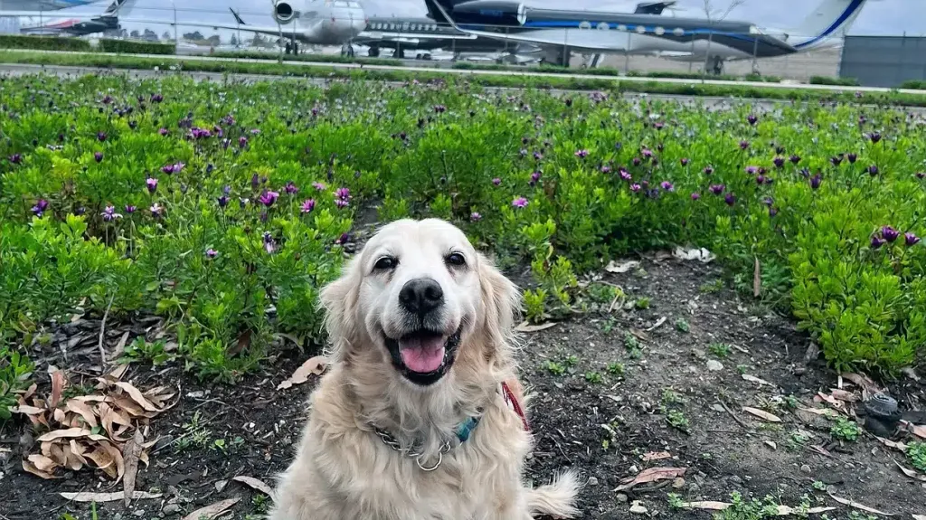 smiling dog in front airlines