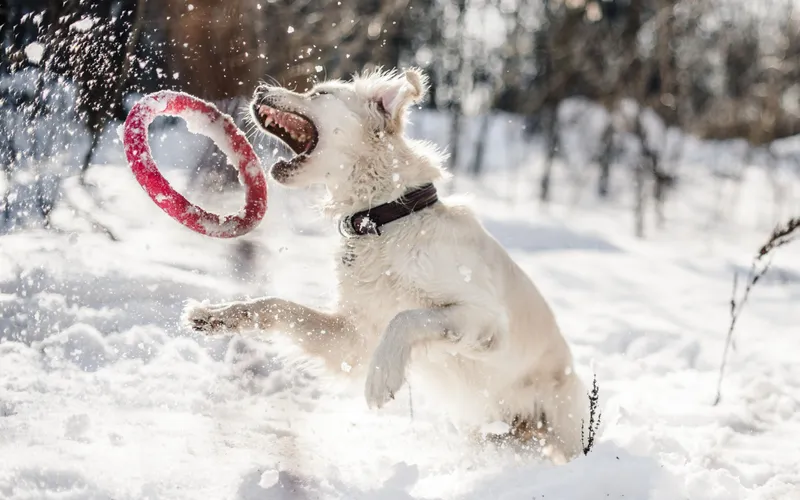 Lake Tahoe Winter Dog Travel Guide: Snow, Safety, Chain Controls, and Dog-Friendly Activities
