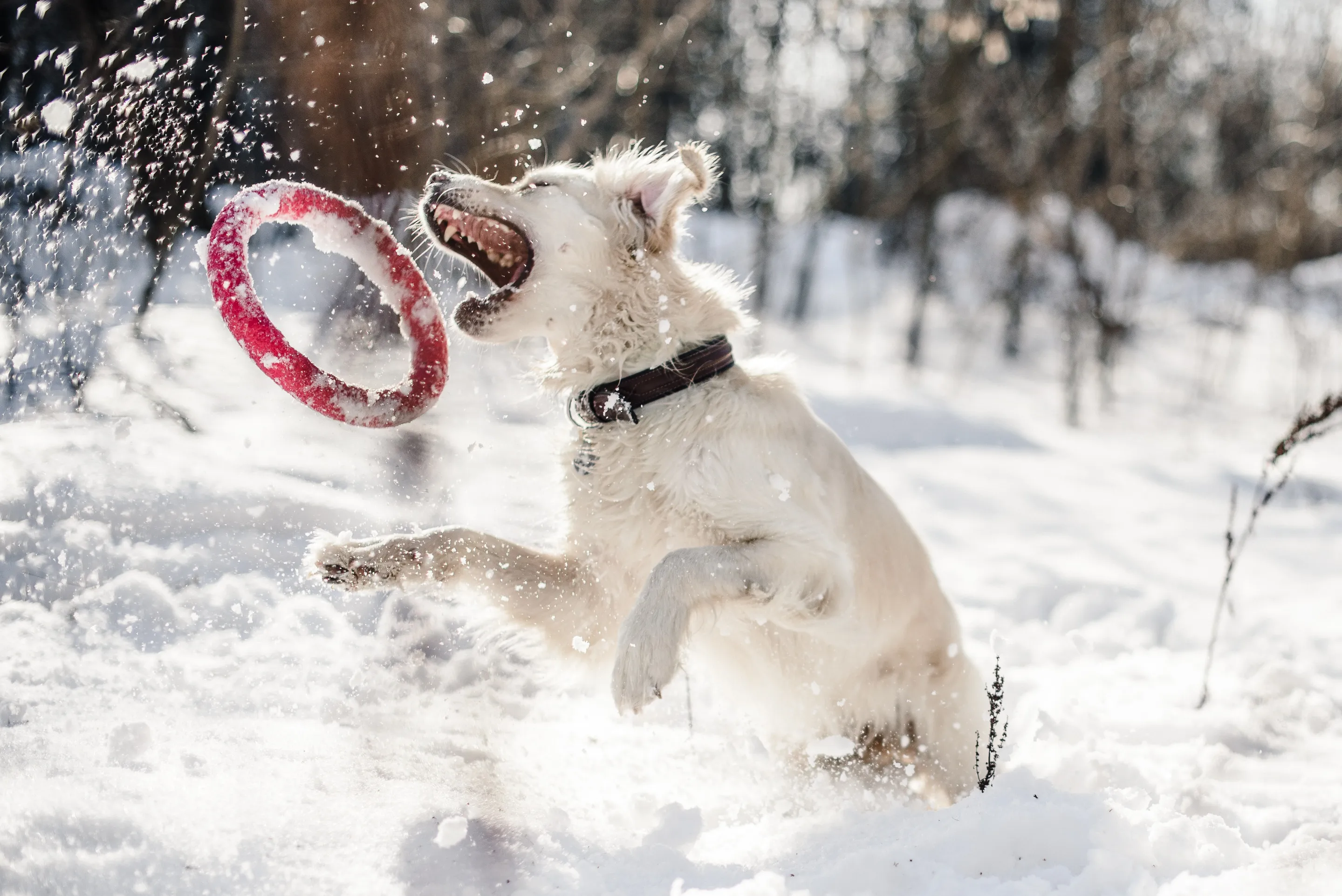 A white dog leaps through deep snow in a wooded area, mouth open toward a red ring toy tossed in the air, with snow spraying and bare trees in the background.