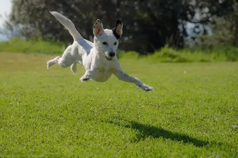 dog jumping on grass wagging tails