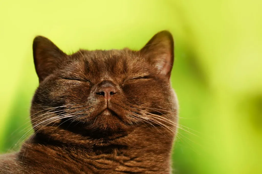Close-up of a solid dark-brown cat's face with eyes closed and whiskers catching the light, set against a bright green blurred background.