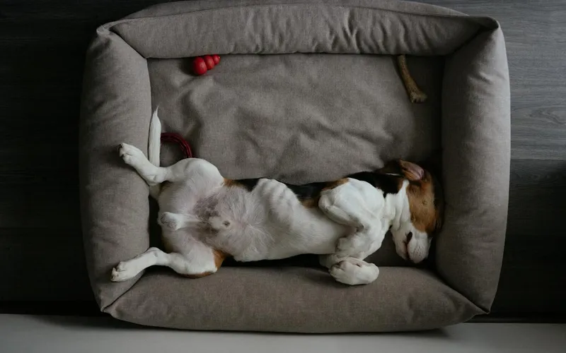 Dog Sleep Secrets: Why They Move Around at Night and How to Improve Their Slumber