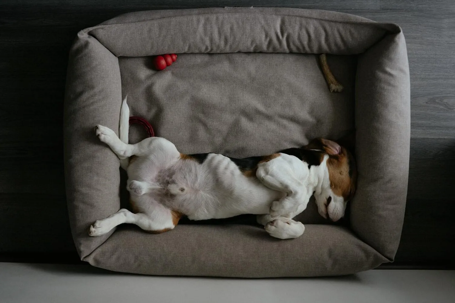 Beagle Lying on Back on Dog Bed