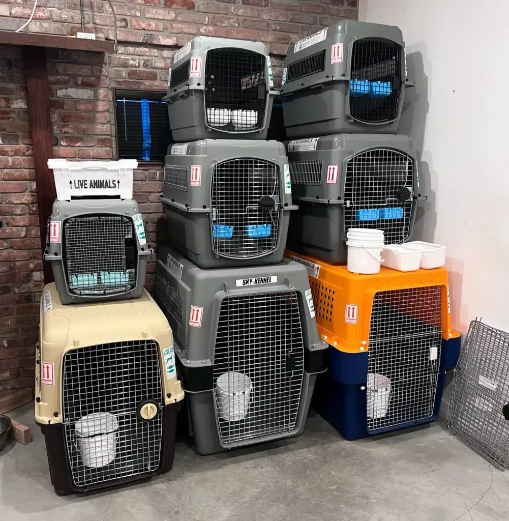 A stacked arrangement of nine airline-approved pet travel crates in a warehouse corner, in gray, tan, and orange, each labeled ‘LIVE ANIMALS’ with directional arrows and several fitted with small water buckets.