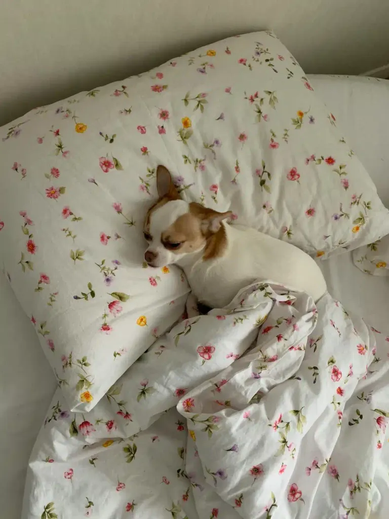 Dog Sleeping in Bed