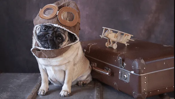 Brachycephalic breeds