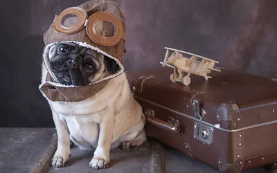 Flying with Snub-Nosed Pets: A Comprehensive Guide