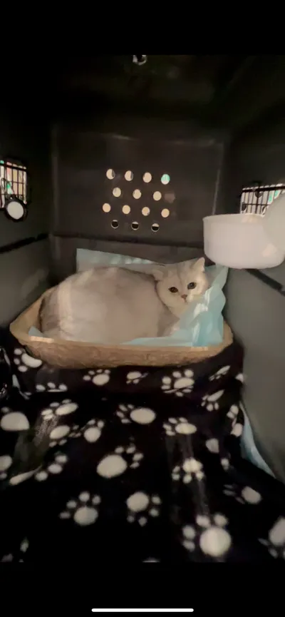 A cream-colored cat curled up in a woven basket lined with light blue tissue paper, inside a dark wire travel crate with a water dispenser mounted at the top and a paw-print blanket underneath.
