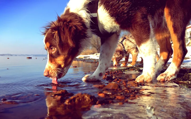 Why Can’t Dogs Drink Water Like Humans? The Science Behind Messy Lapping (and How to Keep It Safe)