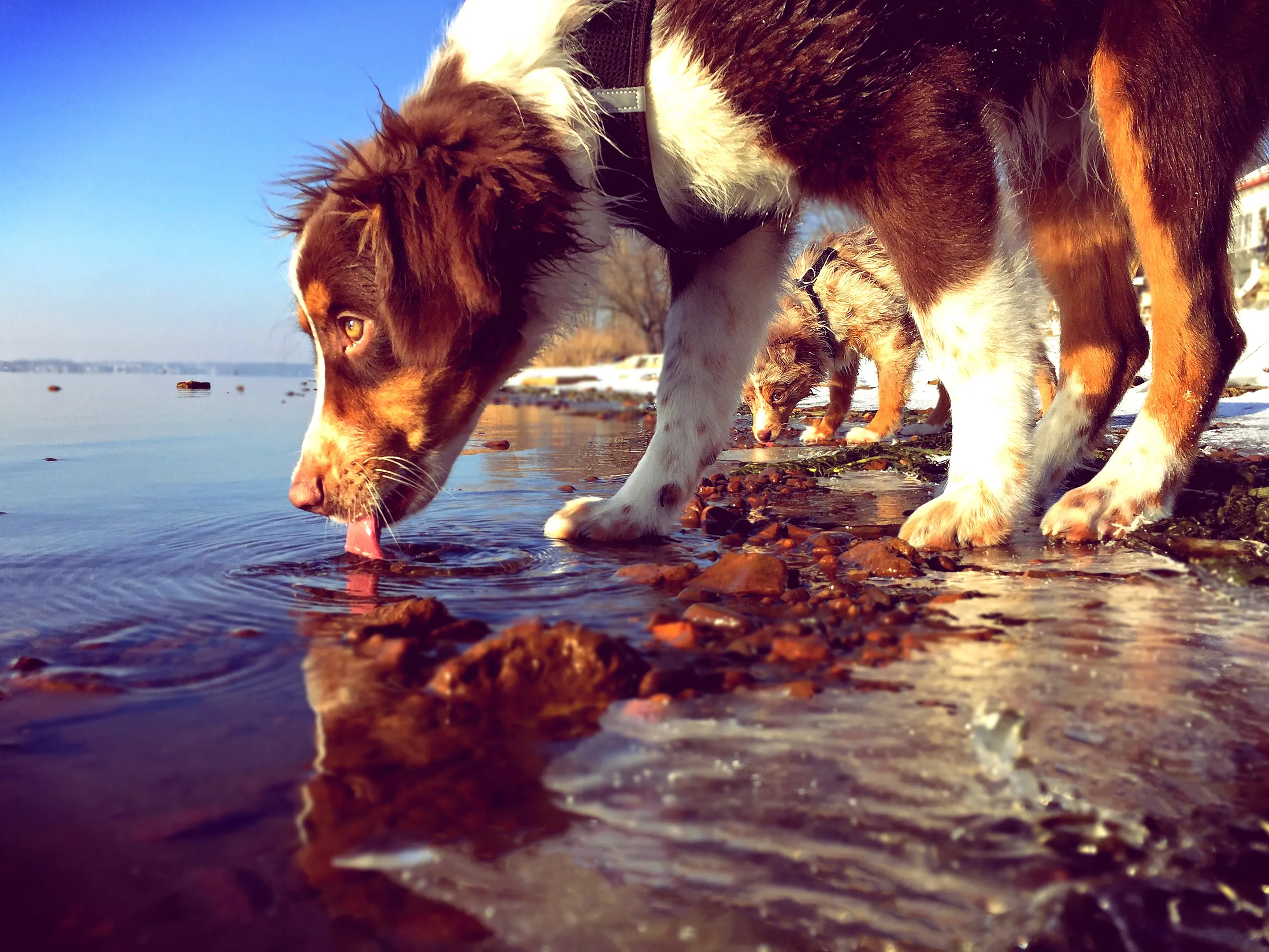 A dog laps water from a lake's edge with its tongue extended, a second dog drinking beside it, on a rocky shoreline with patches of snow.