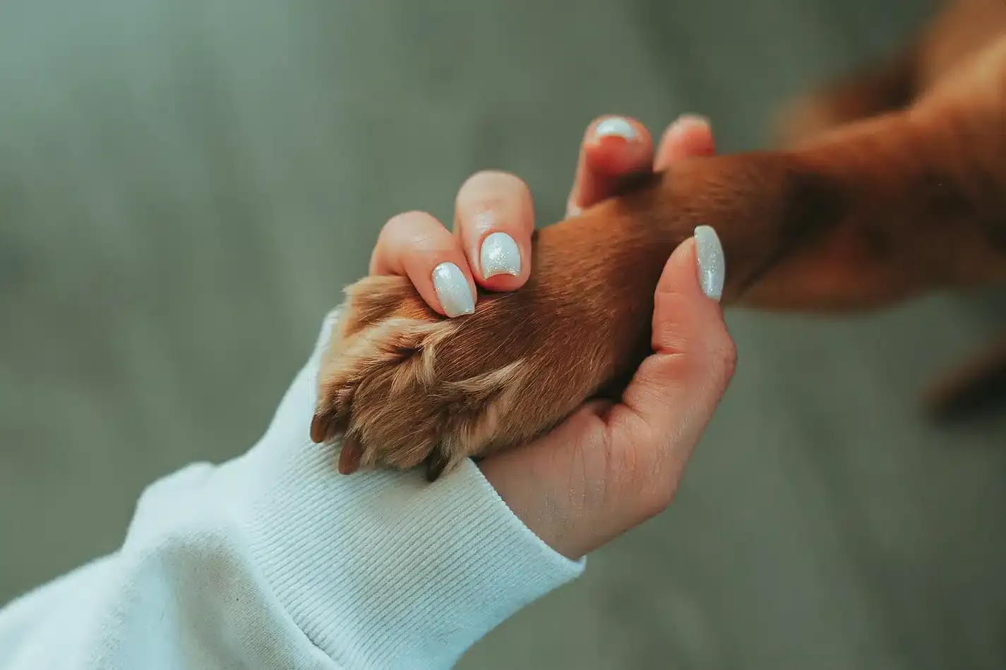 a person holding a dog's paw