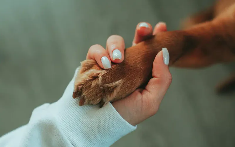 Why Do Dog Paws Smell Both Stinky and Alluring?
