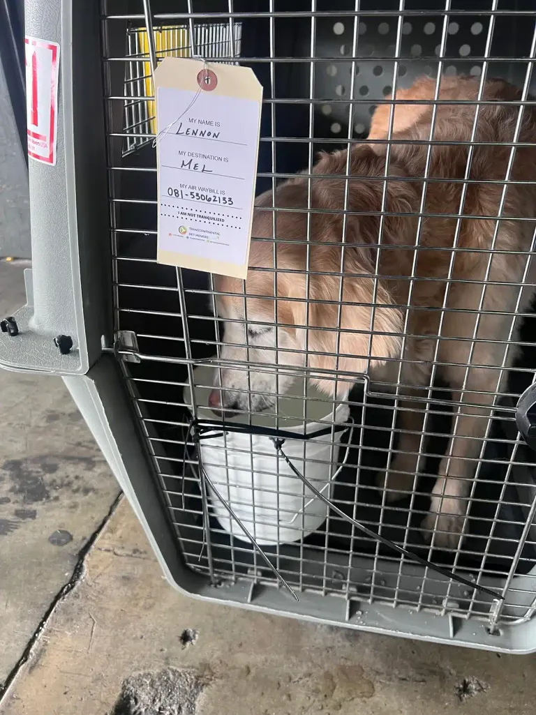 golden retriever drinking from DIY 1 gallon water bucket for dog travel crate