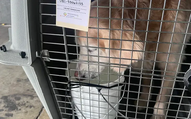Ensuring Your Large Dog Has Enough Water During Crate Travel