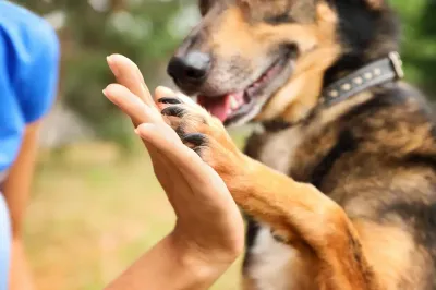 A person's hand and a German Shepherd's raised paw meet in a high-five gesture outdoors, the dog's mouth open with its tongue visible.