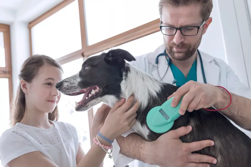 A veterinarian holds a handheld microchip scanner against the shoulder of a black-and-white dog while a young girl steadies the dog’s head during the check.
