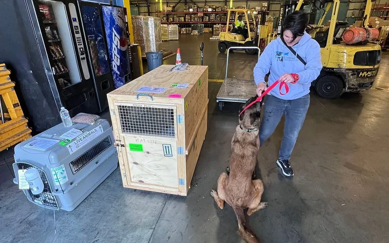 Beyond the Health Certificate: Why Pet Agents Matter in International Relocation