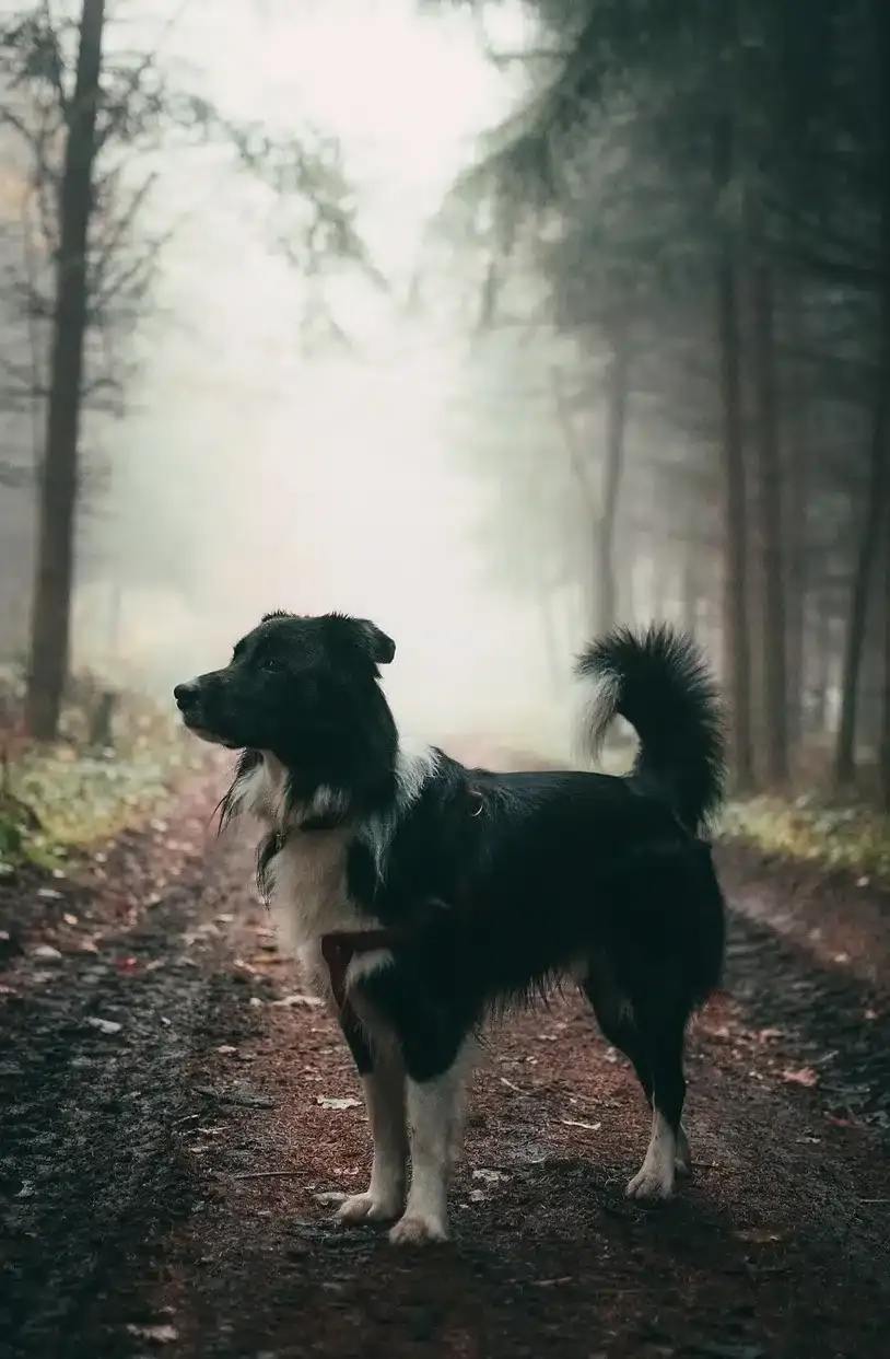 dog in the woods