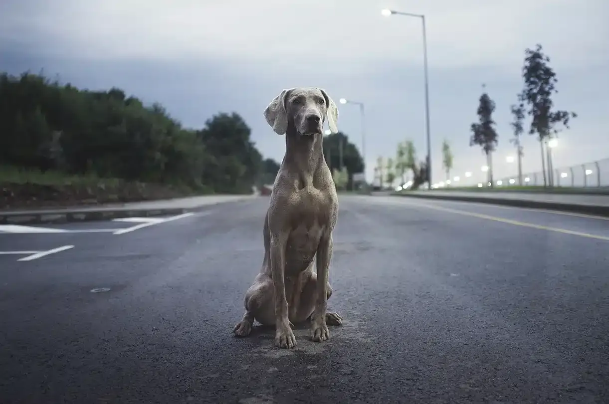 shipping a large dog