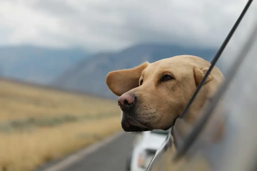 A yellow Labrador Retriever leaning its head out of a moving vehicle's window on a road trip, with open countryside in the background.
