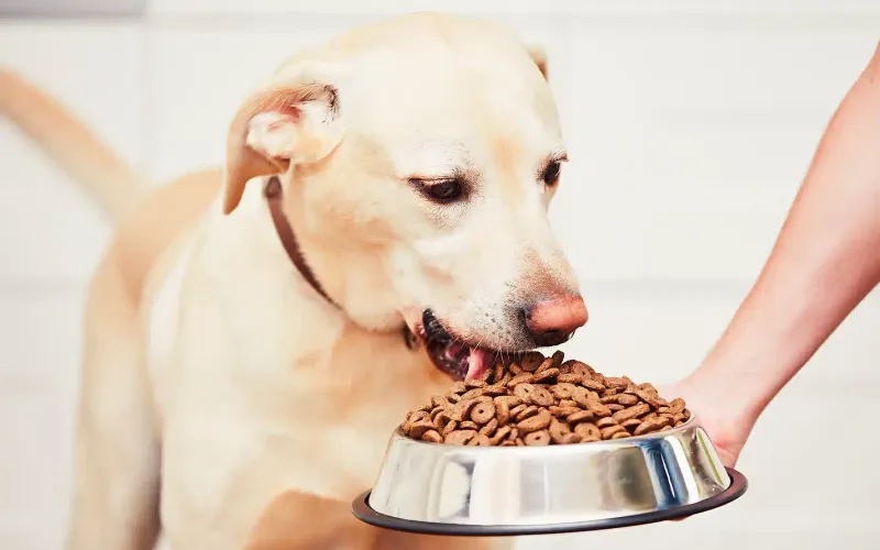Why Do We Encourage Humans to Eat Fresh Foods but Feed Pets Processed Commercial Pet Food? Exploring the Differences