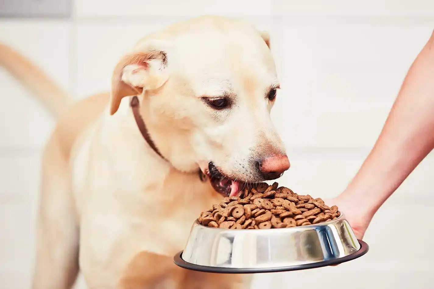 Golden retriever enjoying a meal from a metal dog bowl, representing the use of processed commercial pet food for pets.