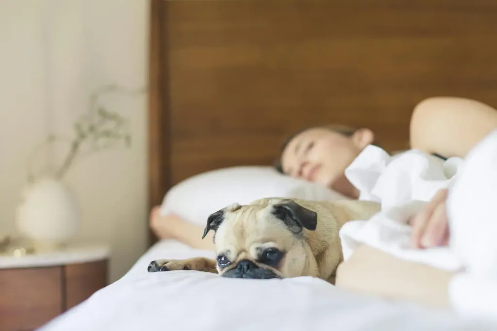 A fawn Pug lies awake at the edge of a bed in the foreground, looking toward the camera, while a woman sleeps in the blurred background.