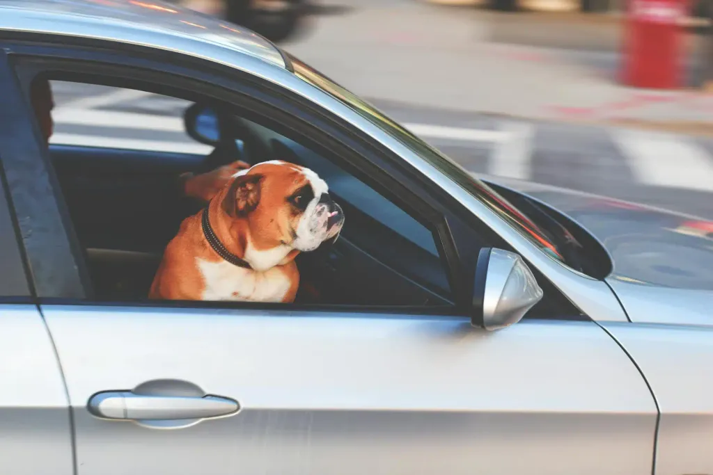 A brown-and-white English Bulldog with its tongue out looks through the open rear window of a silver car parked on a city street.