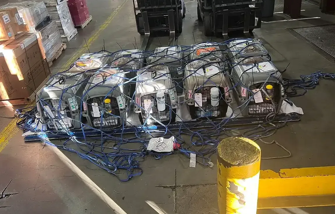 pet-cargo-shipment-warehouse