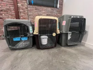 Front view of three different airline travel crates side by side — a gray crate with a ‘LIVE ANIMALS’ decal, a tan crate with a water bucket mounted on its wire door, and a gray Sky-Kennel crate — against a brick wall.